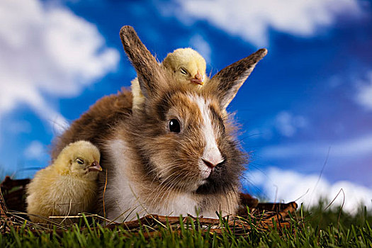 兔子,幼禽,青草