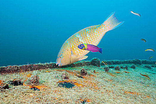鹦鹉鱼,尖牙,残骸,下加利福尼亚州,墨西哥