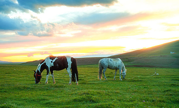 新疆巴音布鲁克草原上的马