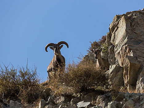 岩羊,贺兰山岩羊,岩壁精灵,崖羊,石羊,青羊