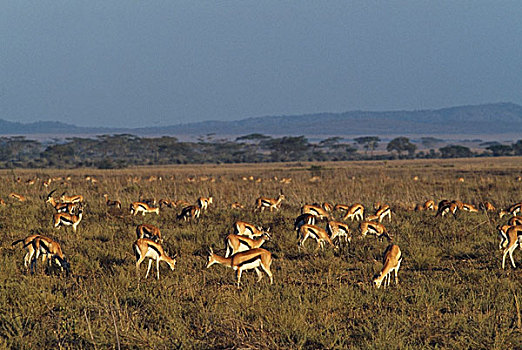 牧群,瞪羚,放牧,塞伦盖蒂国家公园,坦桑尼亚,非洲