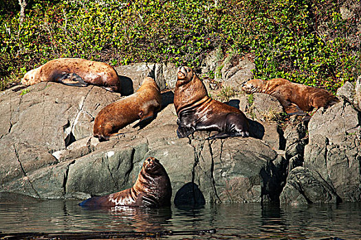 海狮,靠近,电报,小湾,温哥华岛,不列颠哥伦比亚省,加拿大