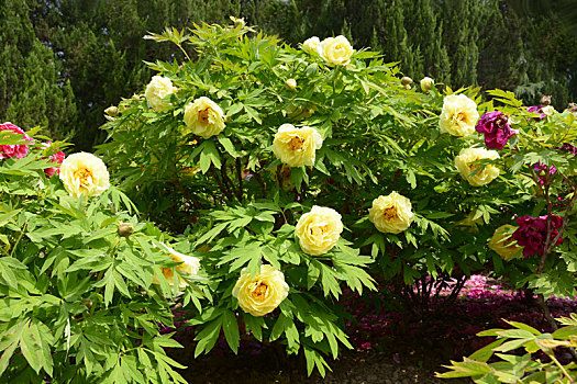 牡丹,黄牡丹,黄色牡丹,木芍药,大黄花洛阳花,富贵花,花王,peony