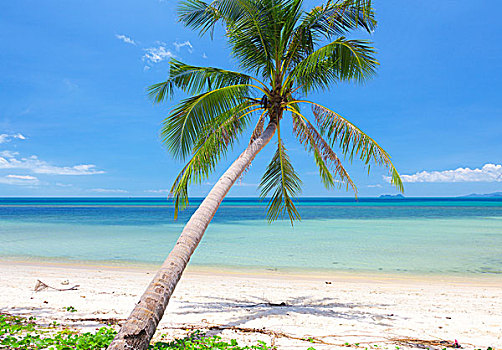 漂亮,海滩,椰树,苏梅岛,泰国