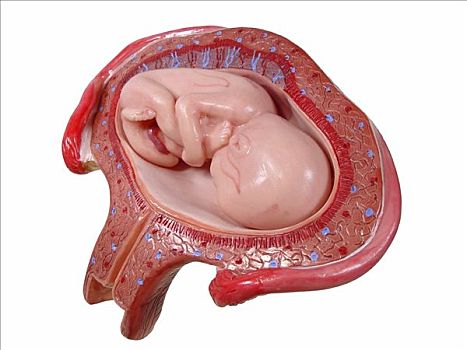 胎儿,胚胎
