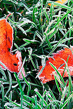 霜,红色,落叶,躺着,冰冻,草,寒冷,秋天,早晨