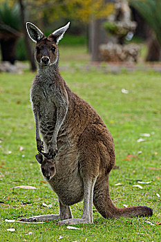 红袋鼠,母亲,幼兽,育儿袋,澳大利亚