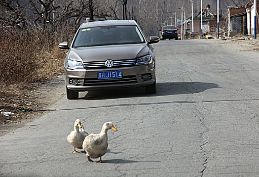 汽车,道路,鸭子,偶遇,让路