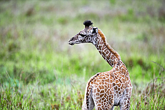 坦桑尼亚,塞伦盖蒂国家公园,马赛长颈鹿,幼兽