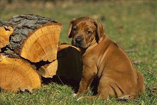 罗德西亚背脊犬,狗,小狗,旁侧,木头,堆,展示,签名,毛皮