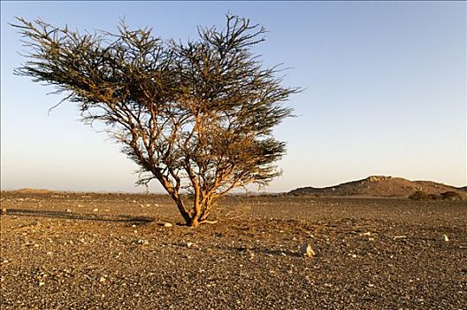 孤单,刺槐,荒芜,靠近,沙尔基亚区,区域,阿曼苏丹国,阿拉伯,中东