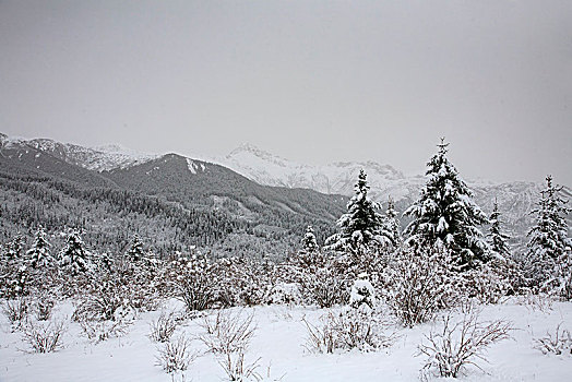 四川,黄龙,雪山,寒冷,村庄,户外