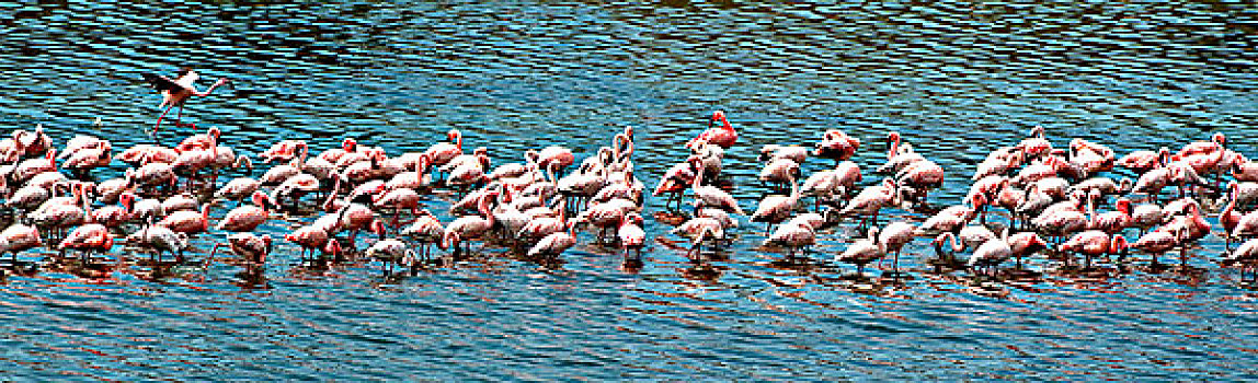 成群,火烈鸟,大火烈鸟,水中,阿鲁沙,国家公园,坦桑尼亚