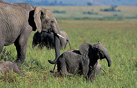 肯尼亚,马赛马拉,草地,大象,幼仔