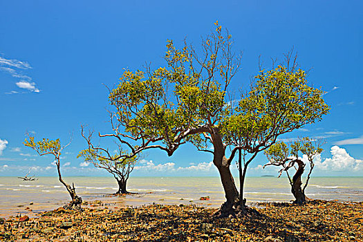 紅樹,石頭,海岸,昆士蘭,澳大利亞