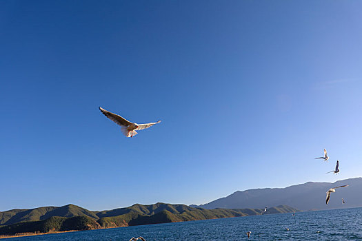 展翅飞行的海鸥