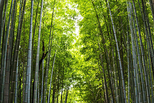 竹林,自然,背景