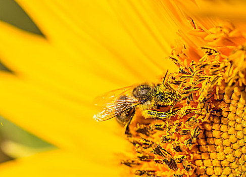 蜜蜂,黄花