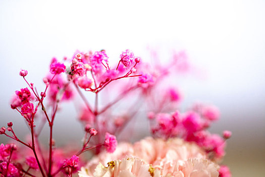 美丽的粉色满天星花卉特写