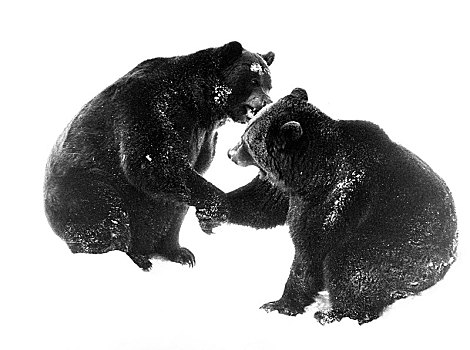 两个,棕熊,给,相互,爪子,致敬,70年代,精准,地点,未知,奥地利,欧洲
