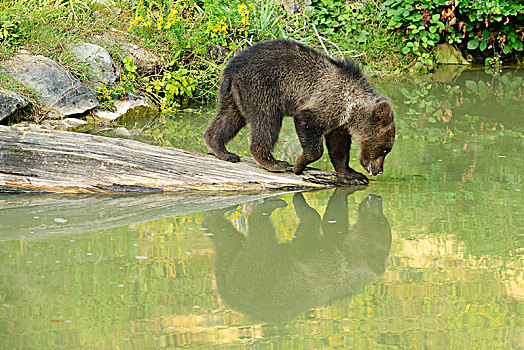 幼兽,棕熊,喝,反射,水,俘获,瑞士,欧洲