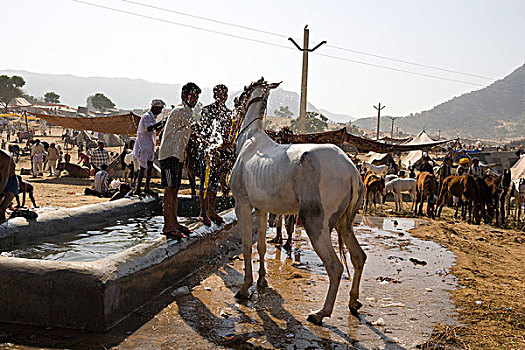 动物,市场,拉贾斯坦邦