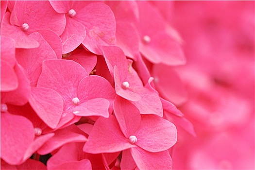 粉色,绣球花,特写