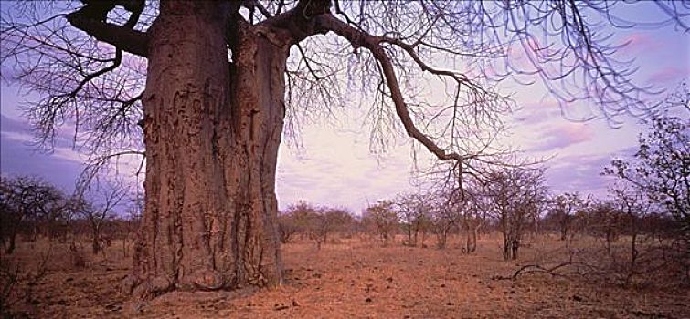 猴面包树,博茨瓦纳,南非