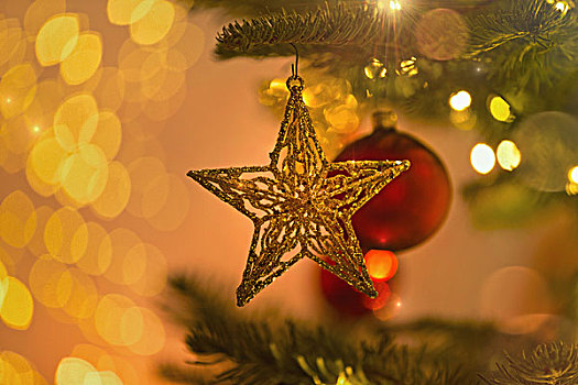 特写,金色,星,装饰,悬挂,圣诞树,枝条