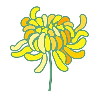黄色,菊花