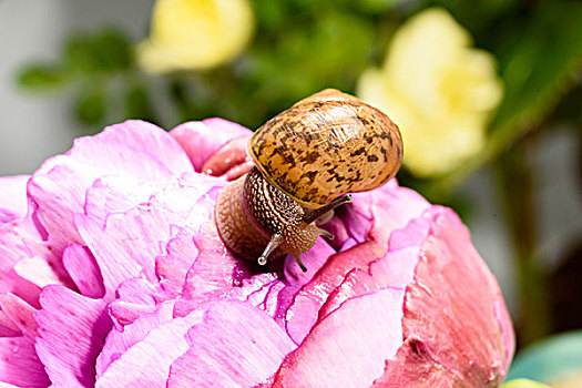 牡丹花上的蜗牛