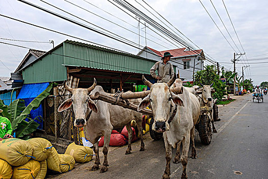 牛,手推车,越南,印度支那,东南亚,东方,亚洲