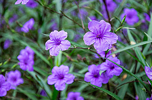 翠芦莉花近摄