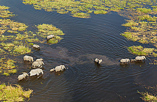 非洲象,饲养,牧群,河流,航拍,奥卡万戈三角洲,博茨瓦纳,非洲