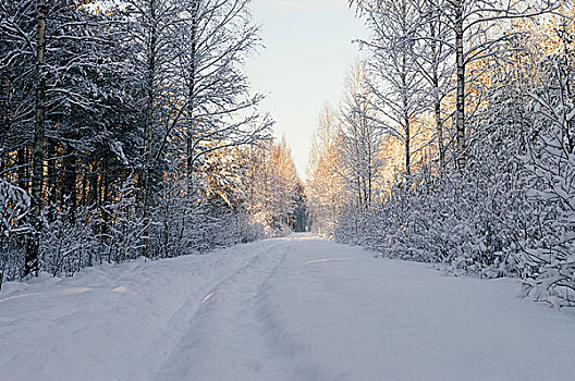 大雪,乡村,道路,景色,树林,晴朗,早晨,冬天,风景