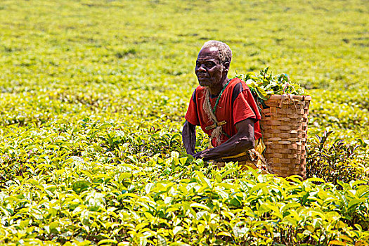 中非,马拉维,地区,茶,农场