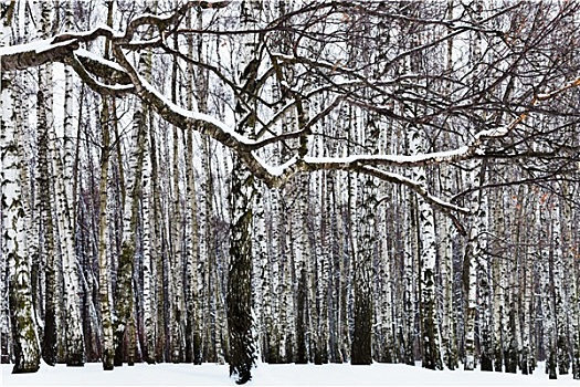 积雪,枝条,桦树,树林
