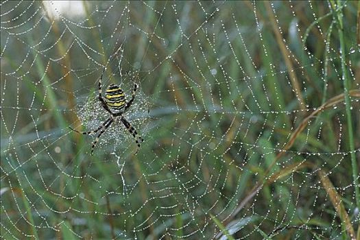 橫紋金蛛,蜘蛛网,遮盖,早晨,露珠
