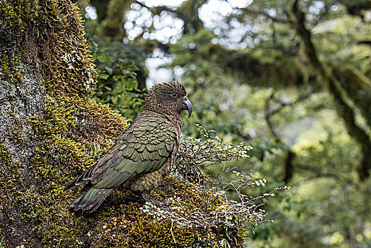 食肉鹦鹉,啄羊鹦鹉,雨林,峡湾国家公园,南部地区,新西兰,大洋洲
