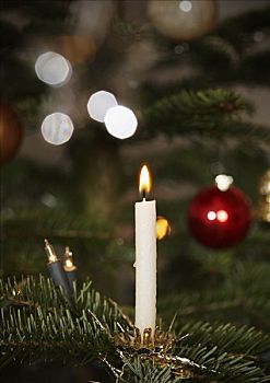 蜡烛,圣诞树