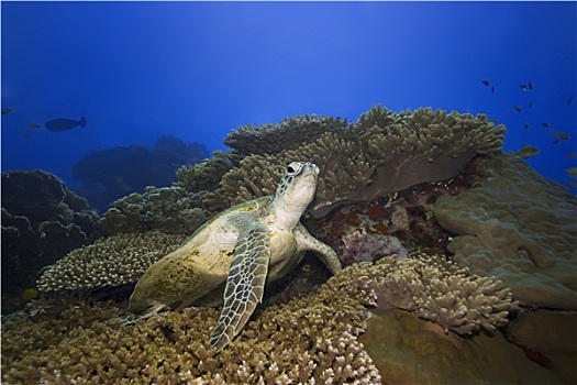 海龟,水下