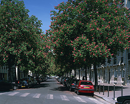 街道,排列,树