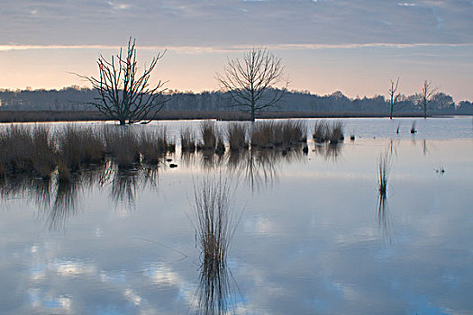 荷兰,湿地,自然保护区,欧洲
