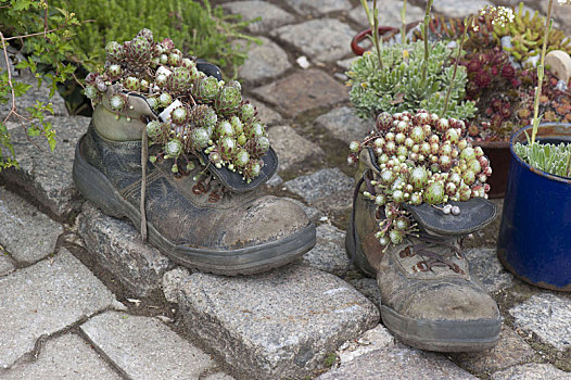 老,鞋,长生草属植物,石莲花