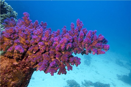 珊瑚礁,粉色,珊瑚,仰视,热带,海洋,蓝色背景,水,背景