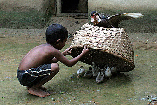 孩子,看,小鸭子,院子,家,孟加拉,八月,2008年