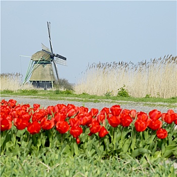 风车,郁金香,地点,靠近,运河,荷兰