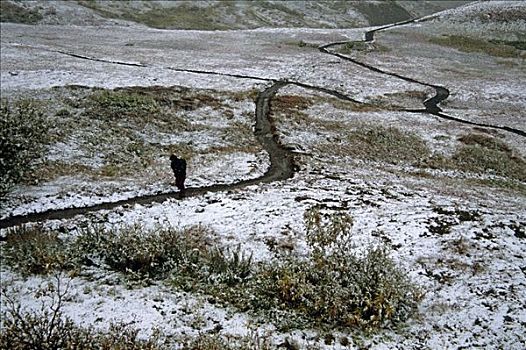 远足者,暴风雪,小路,靠近,德纳里国家公园