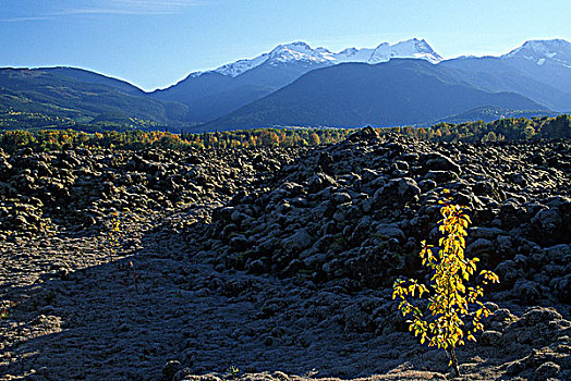 纪念,火山岩,床,省立公园,苔藓,石头,年轻,柳树,不列颠哥伦比亚省,加拿大