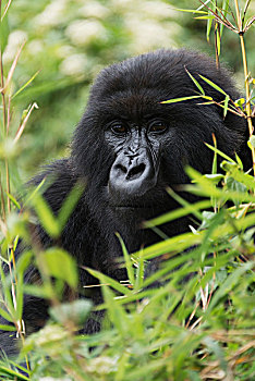 东方,大猩猩,看,笔直,摄影,叶子,枝条,多样,灌木丛,围绕,密集,绿色,矮树丛,树林,西部,省,卢旺达